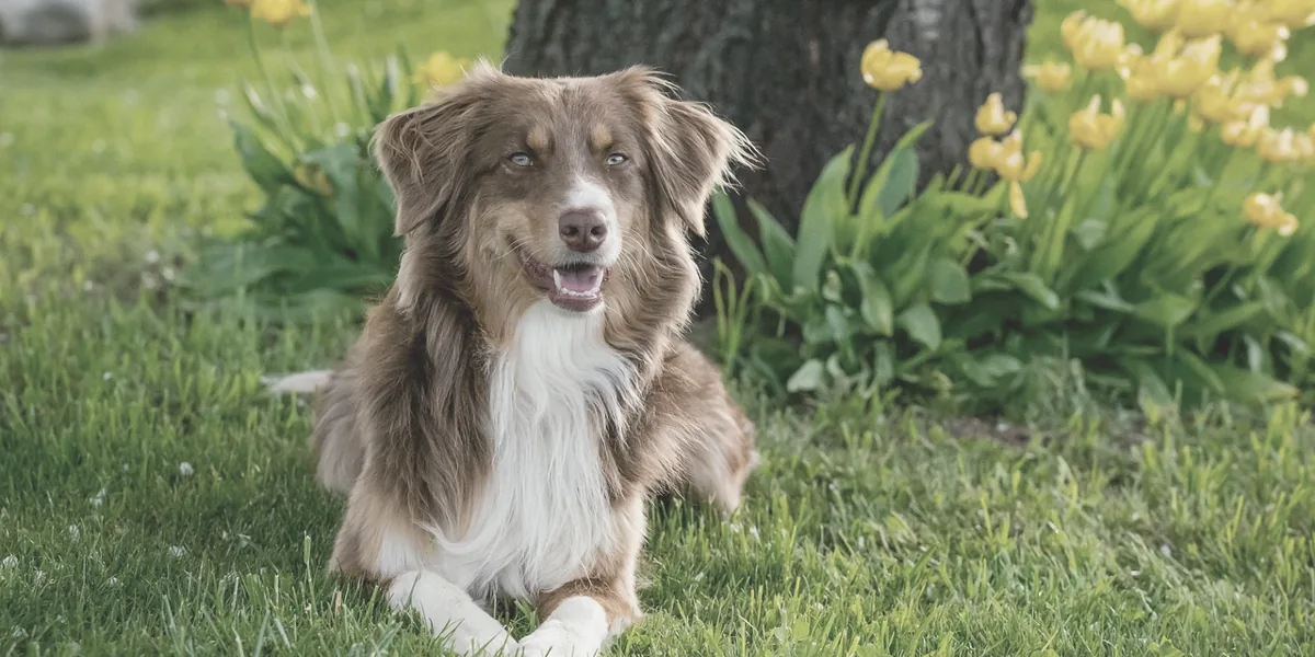庭の芝生に伏せる犬