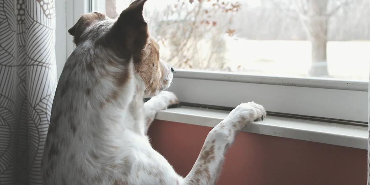 窓の外を見上げる犬